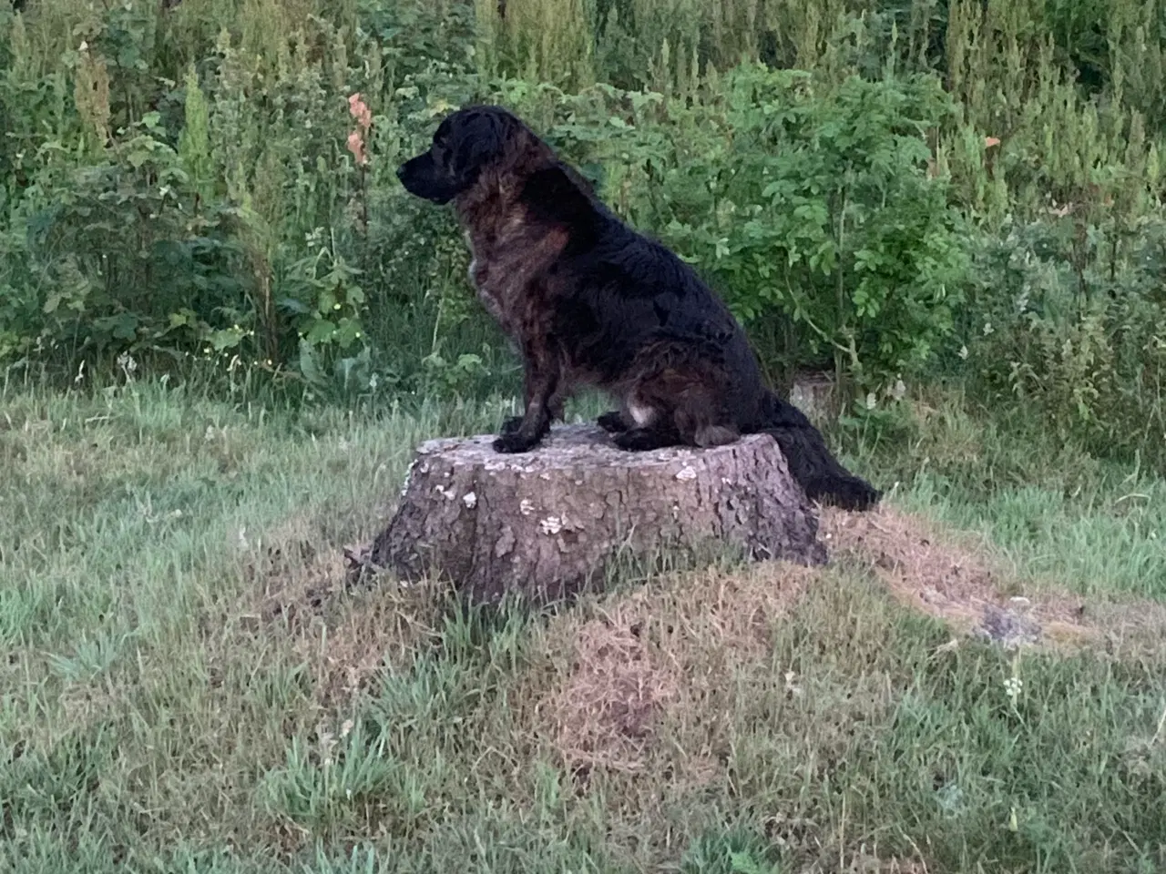 Billede 7 - Hundehvalp