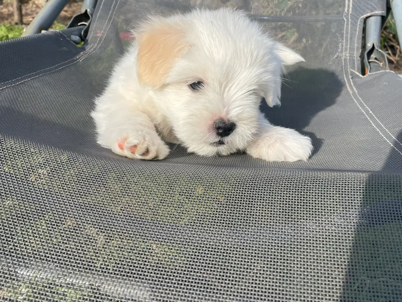 Billede 3 - Coton De Tulear Basis + DKK Stambog 