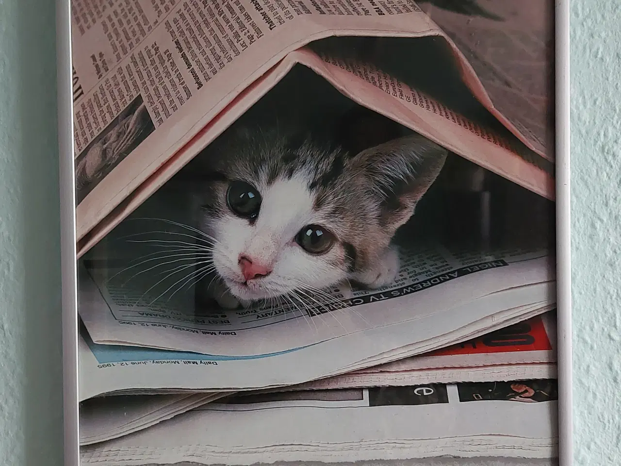 Billede 2 - billede med motiv kattekilling