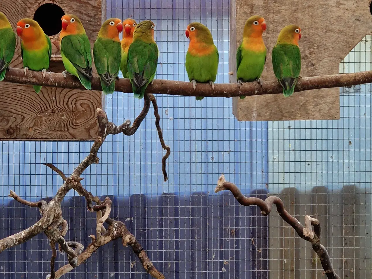 Billede 1 - Dværgpapegøjer 