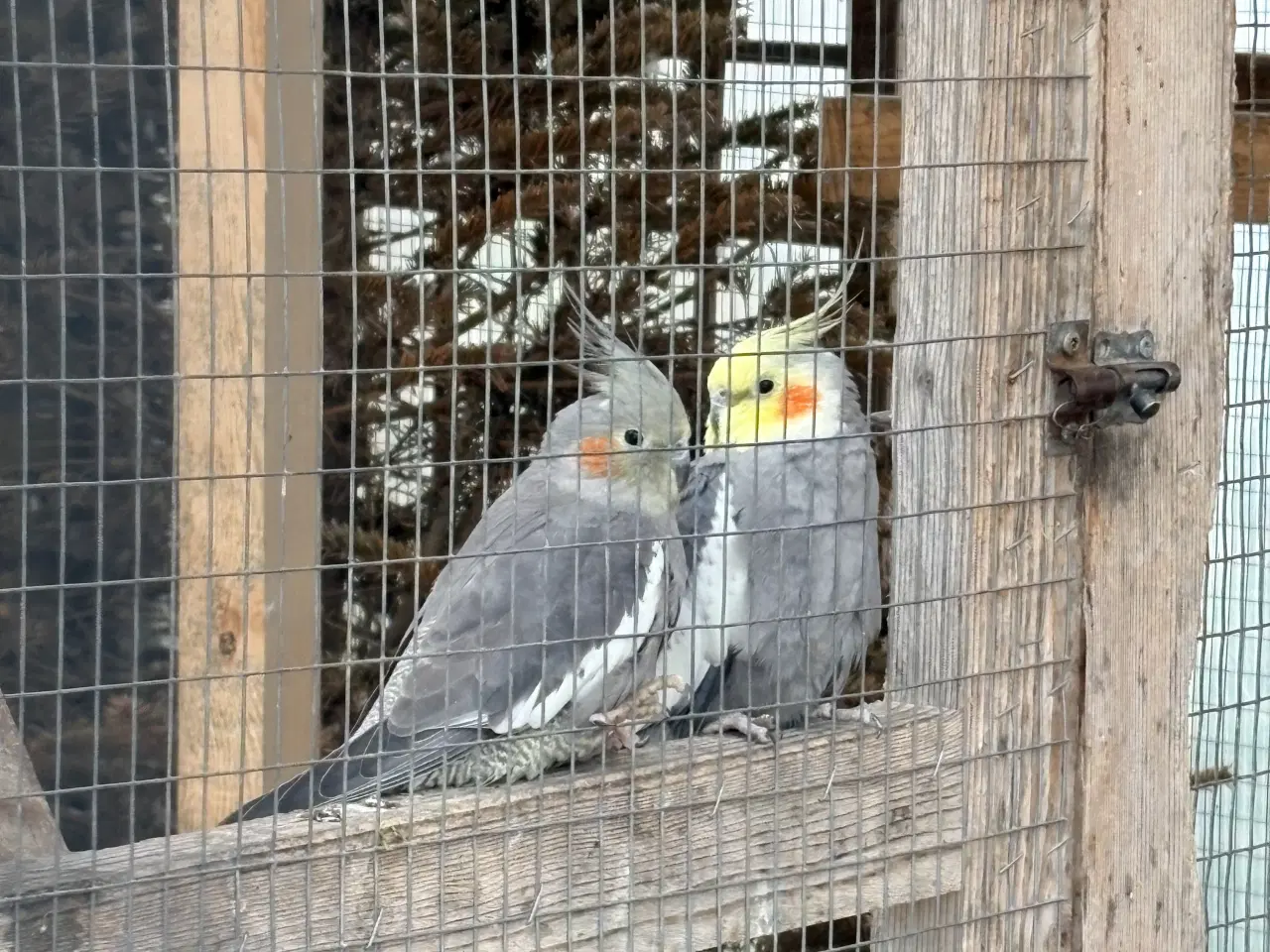 Billede 1 - Et par Nymfeparakitter