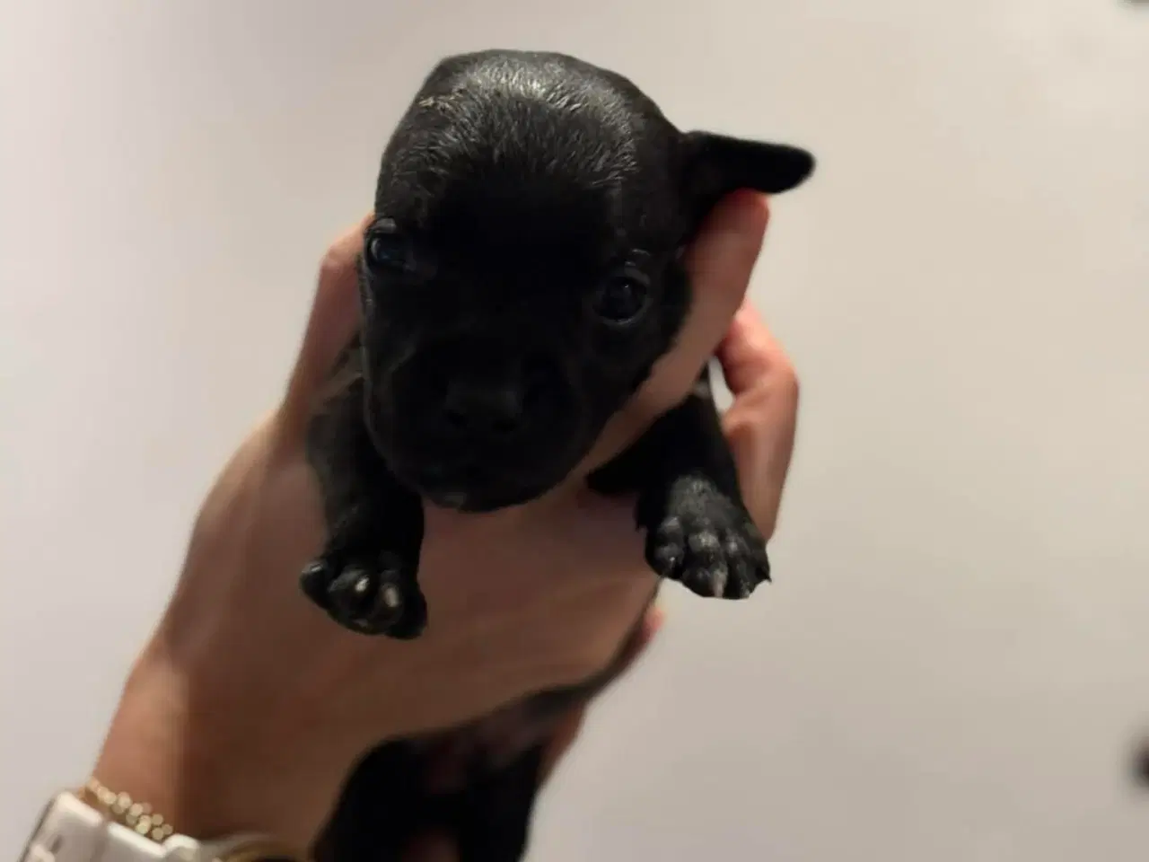 Billede 4 - Staffordshire Bull Terrier Hvalpe