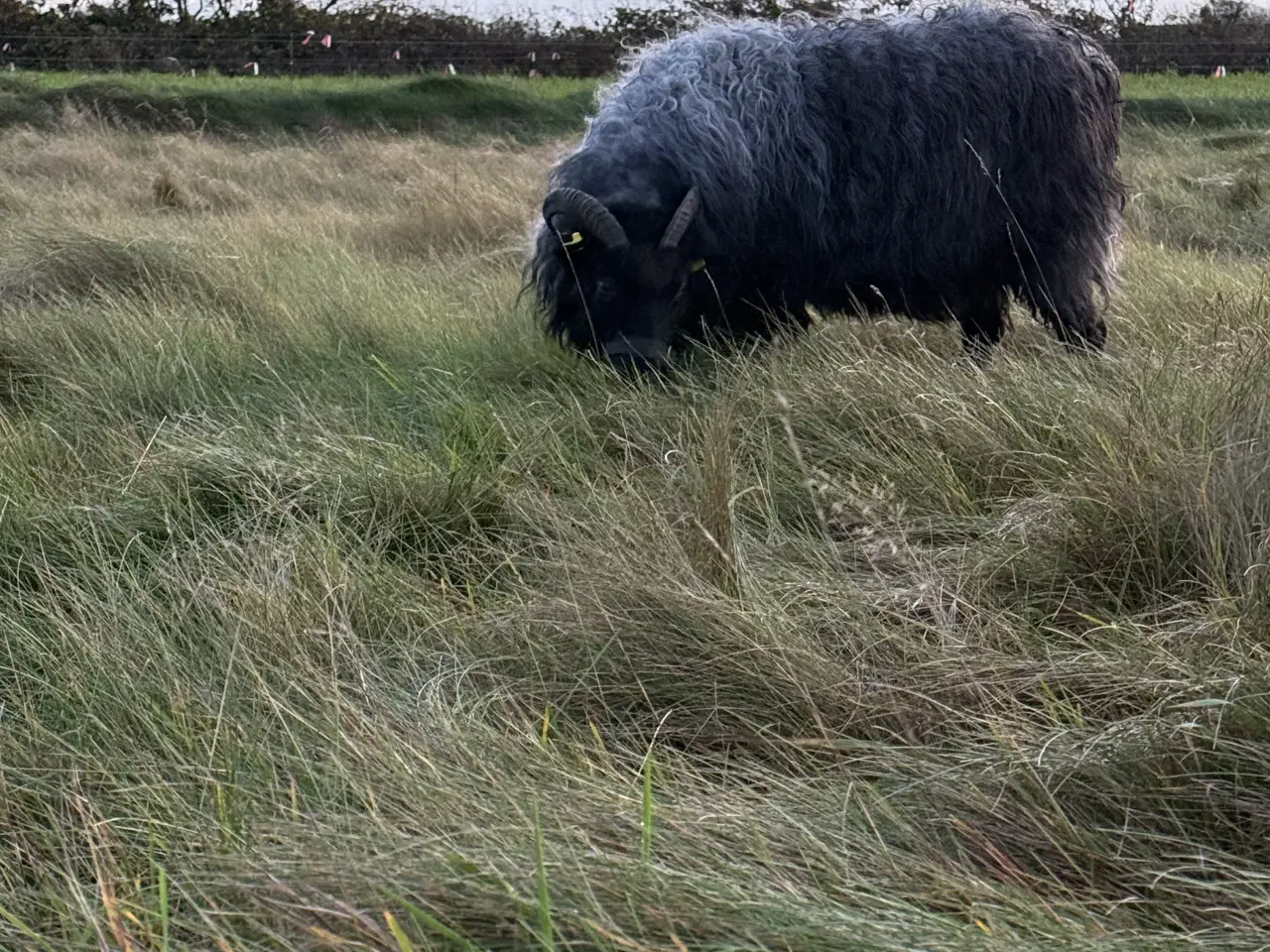 Billede 1 - Spælsau moderfår