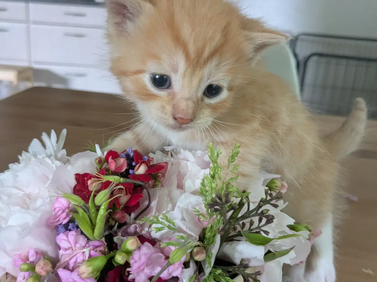 Billede 4 - Maine Coon mix killinger 5 hunner 1 han
