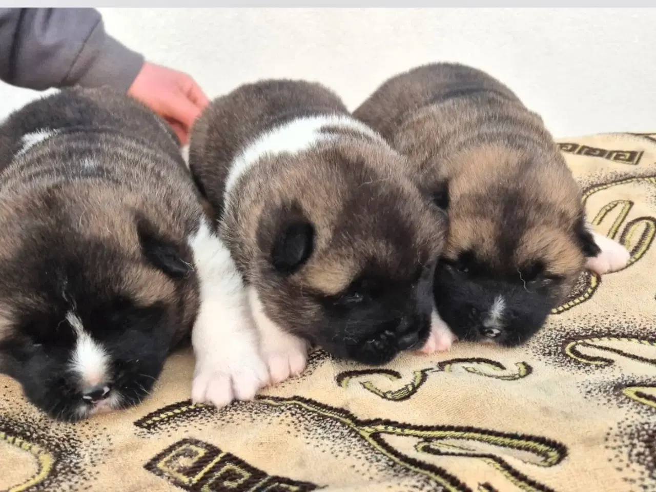 Billede 3 - Hundehvalpe American Akita 