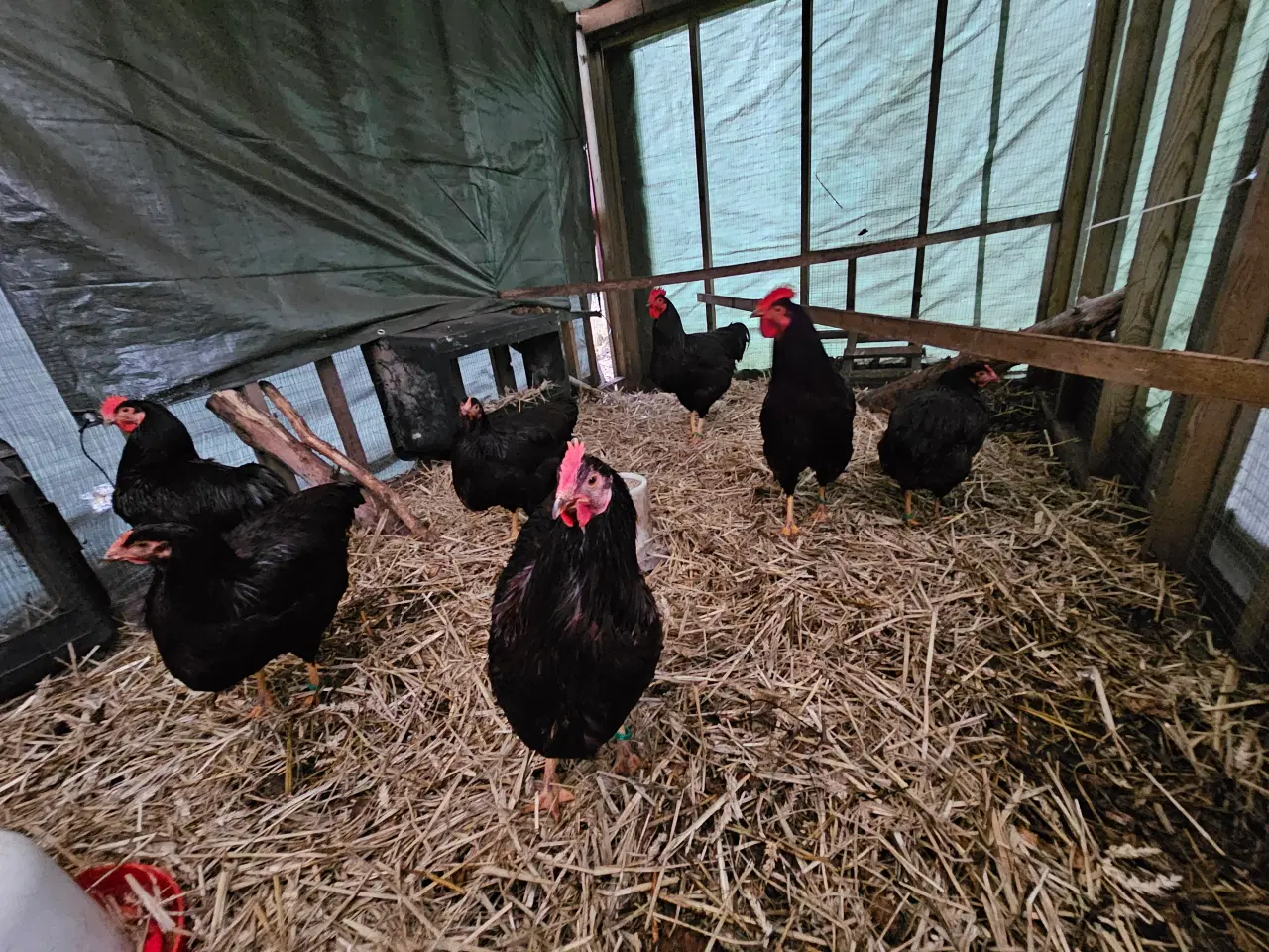 Billede 4 - Rugeæg af RIR- Rhode Island Red 