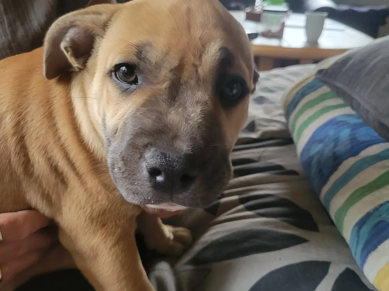 Billede 4 - Staffordshire Bull Terrier hvalp