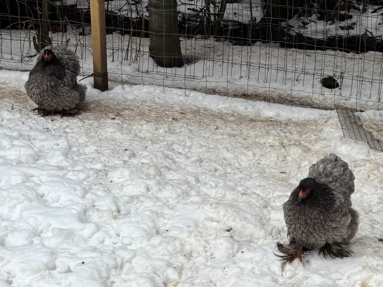 Billede 2 - Dværg Kochin høner