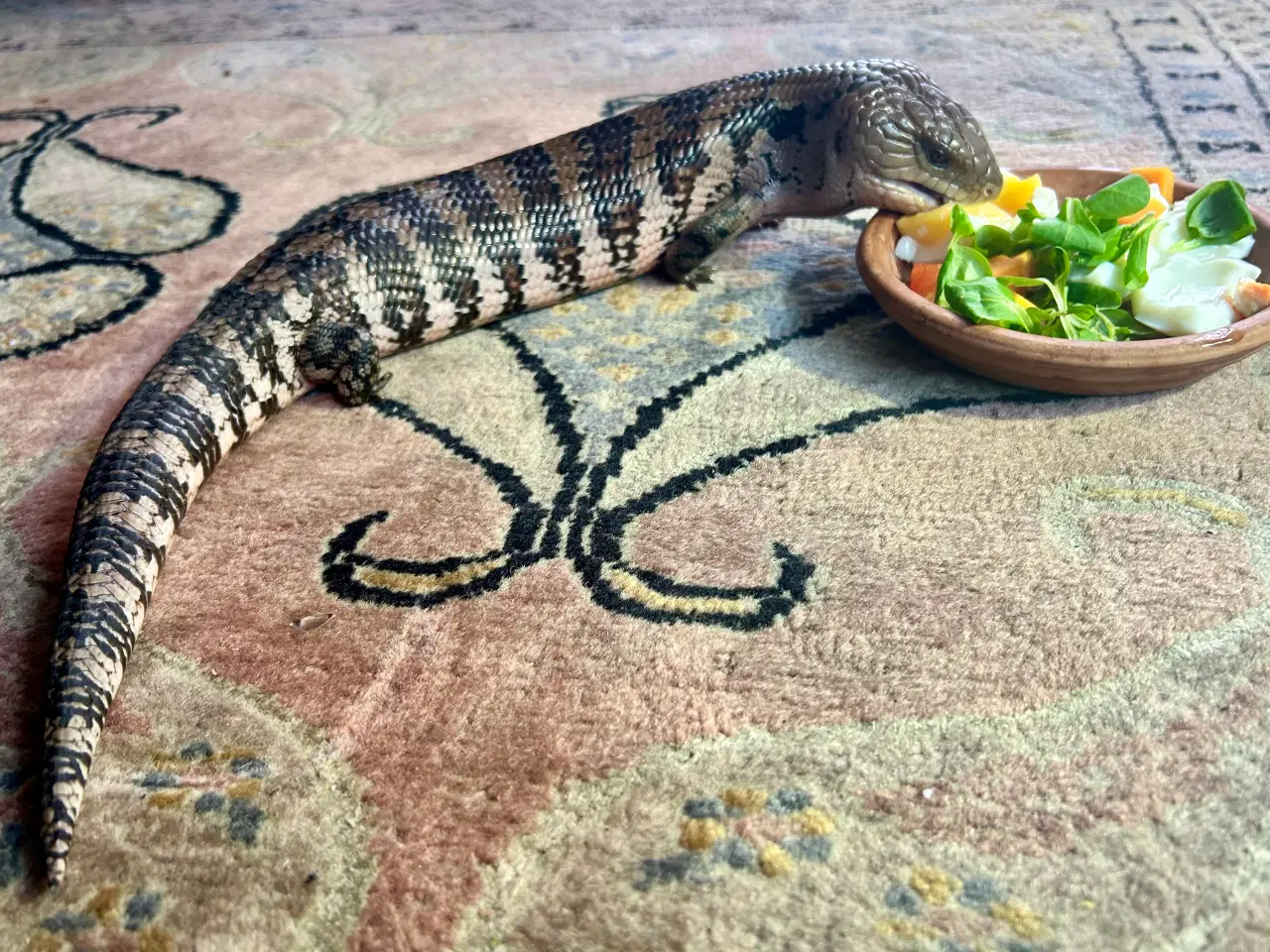 Billede 1 - Blåtunget Skink Tiliqua Gigas inkl terrarie 