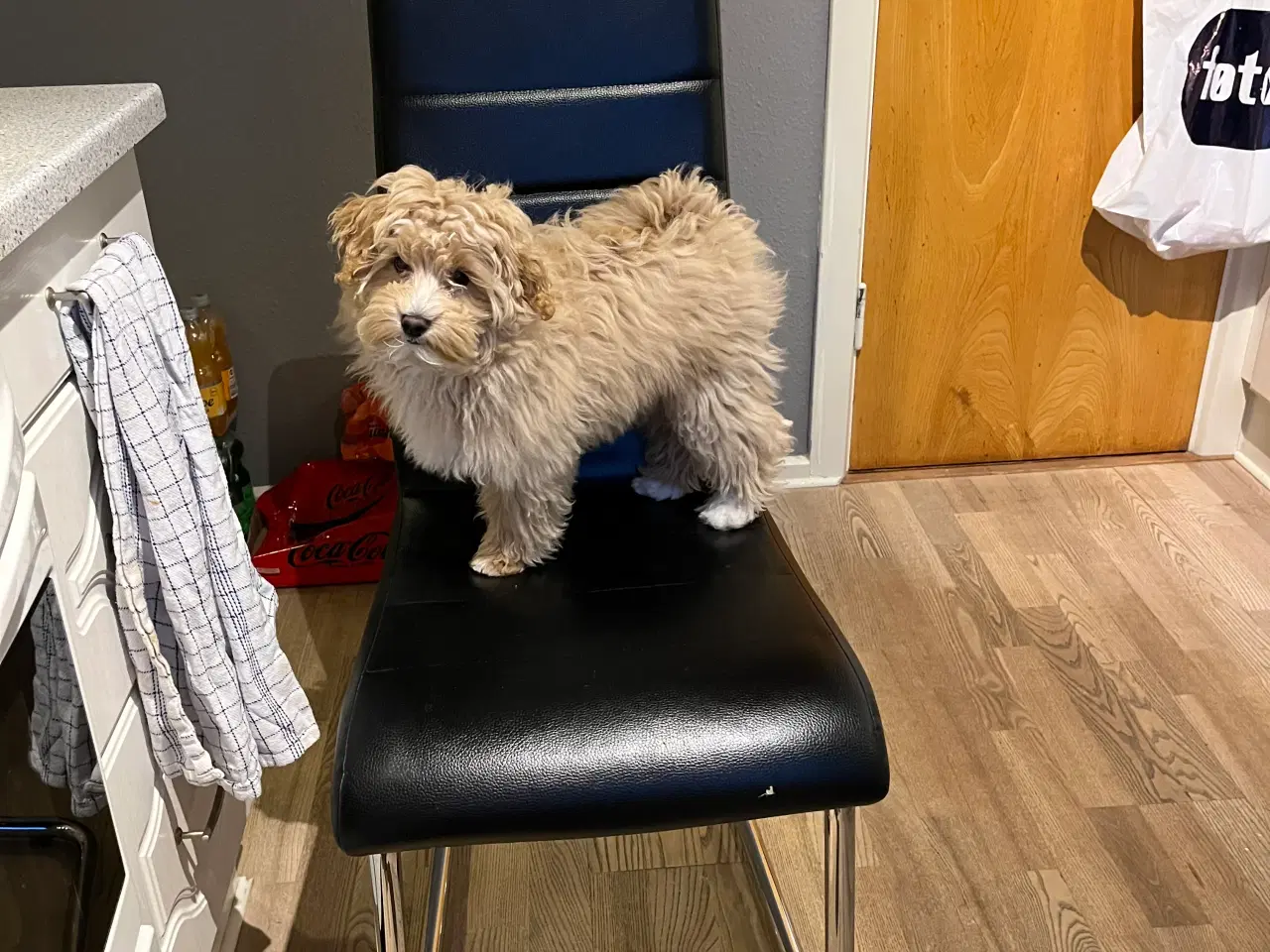 Billede 2 - Maltipoo tæve sælges.