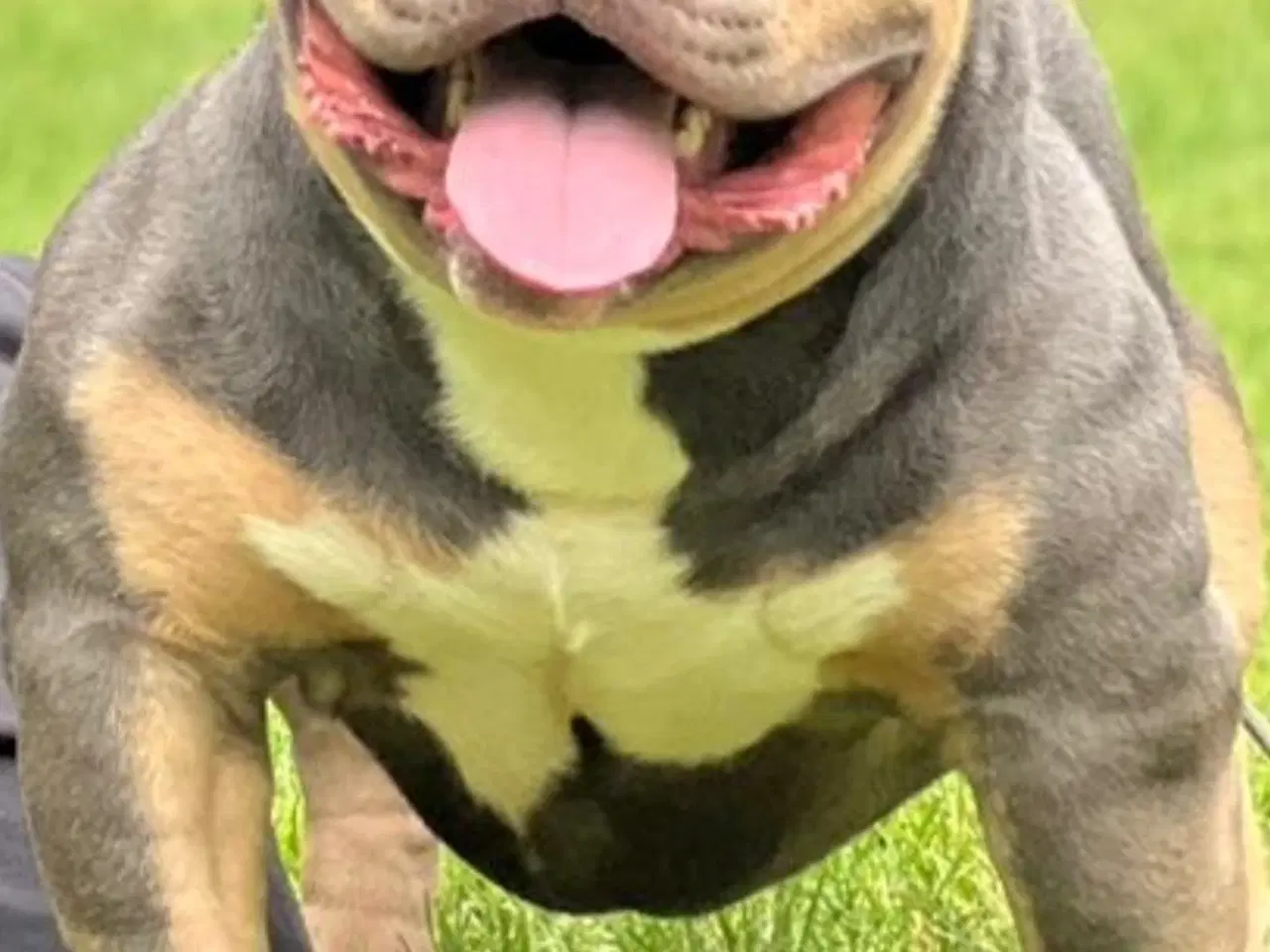 Billede 4 - American Bully Pocket ABKC 