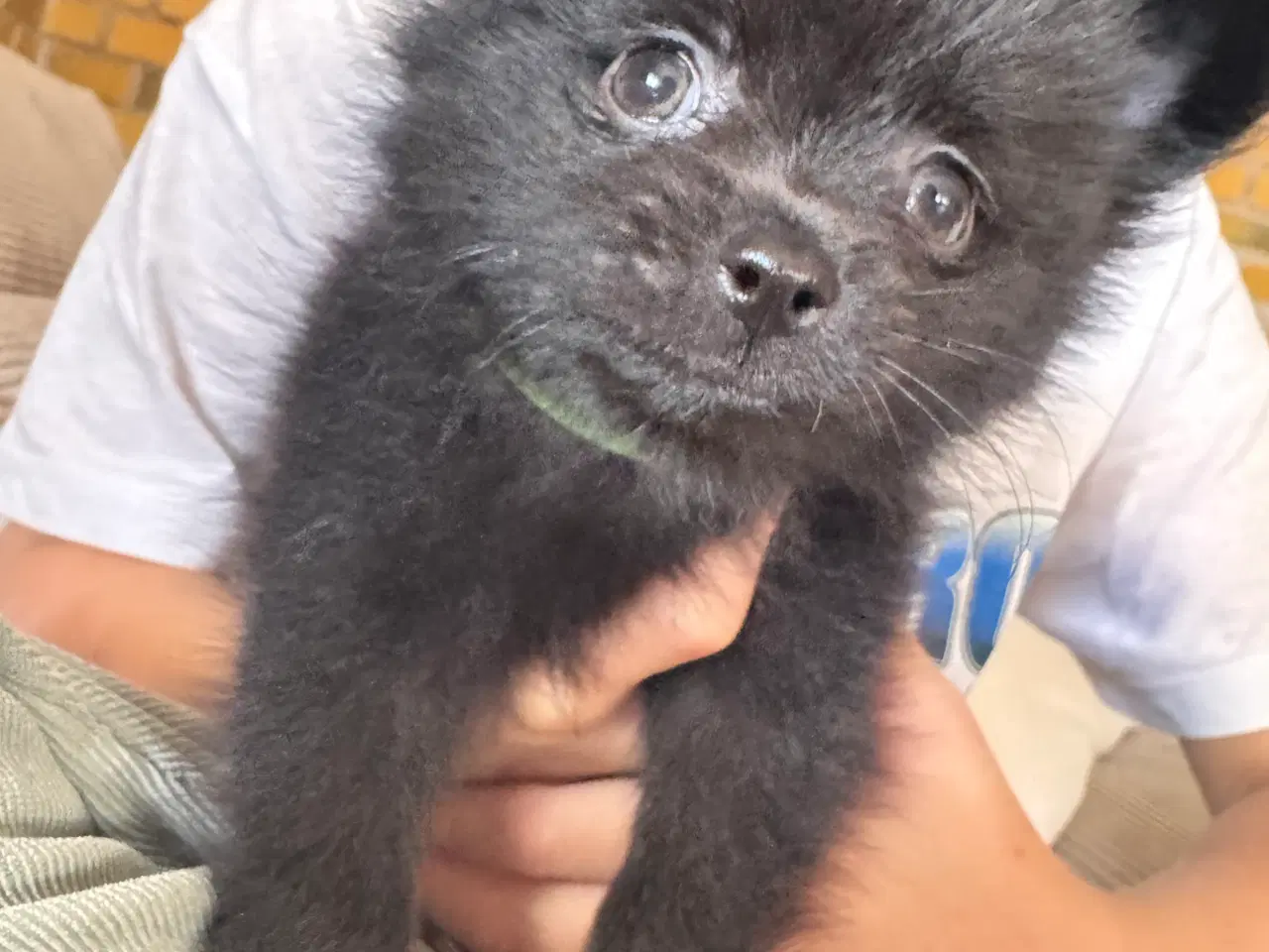 Billede 4 - Pomchi hvalp 