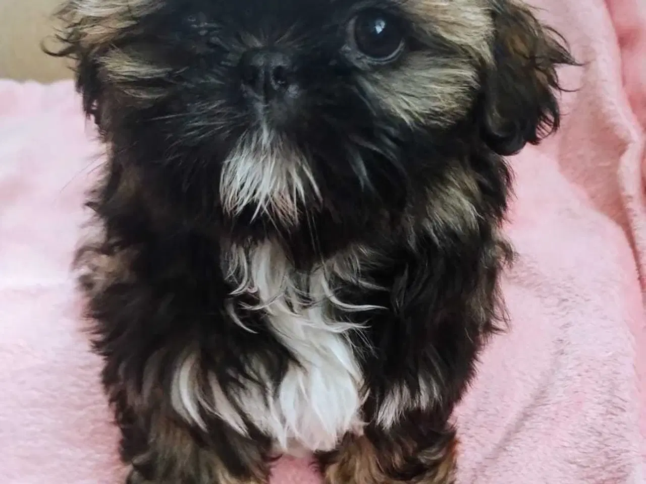 Billede 10 - Lille vidunderlig Shih Tzu 