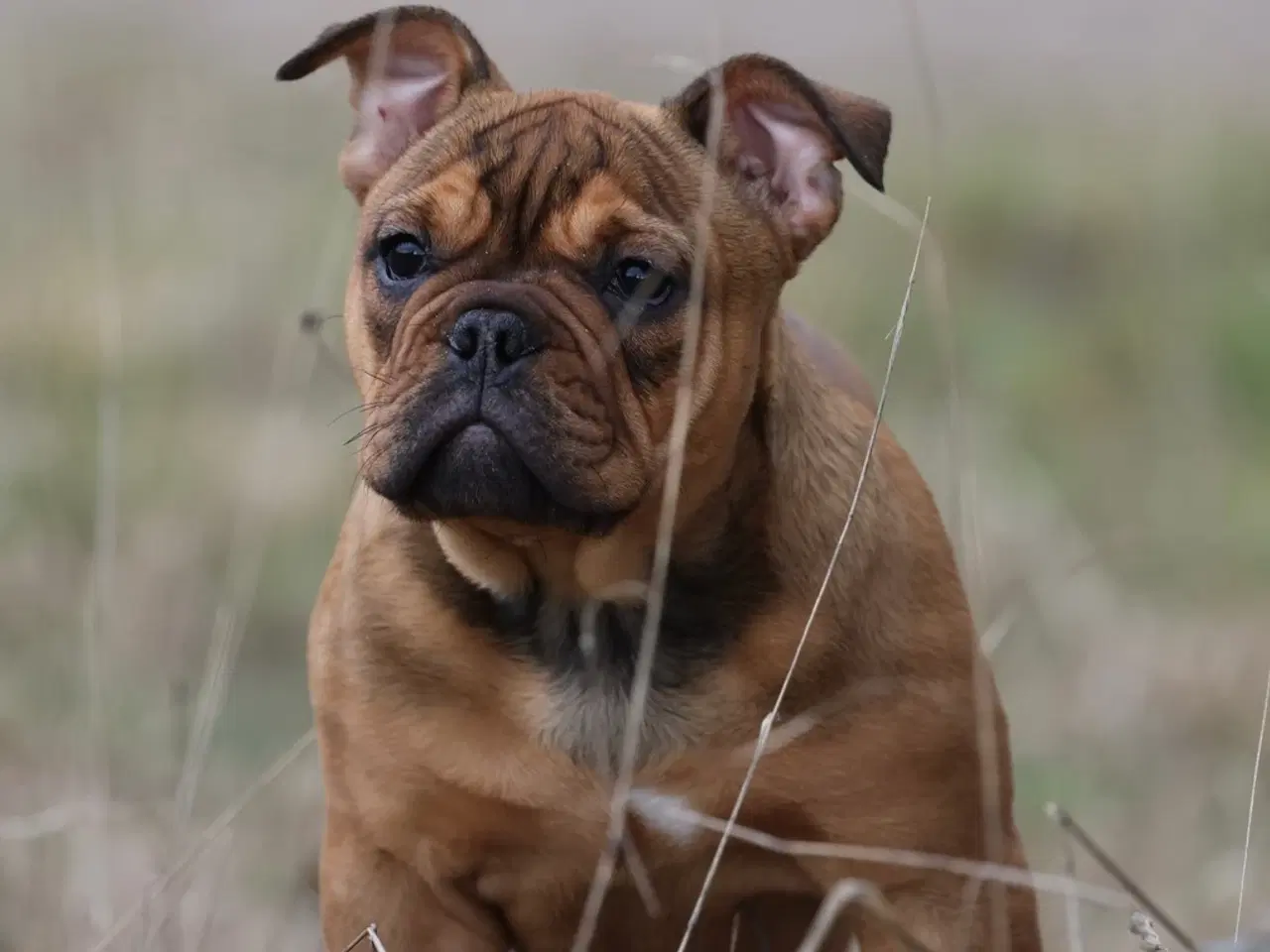 Billede 14 - Old English Bulldog 