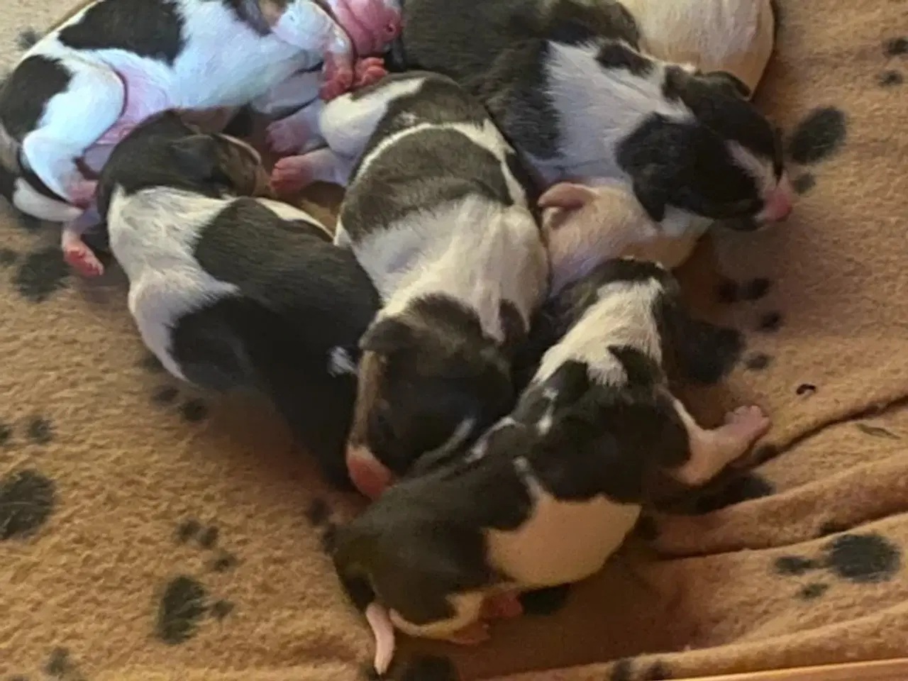 Billede 7 - Attraktive Anton tilbydes til avl - Dansk-Svensk G