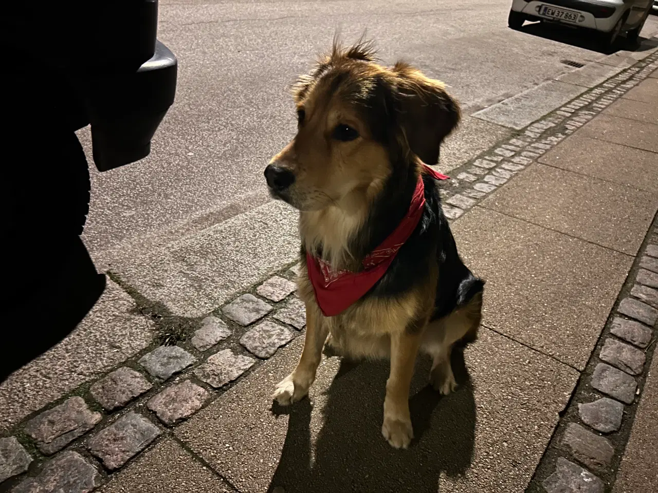 Billede 3 - Golden retriever / schæfer blanding parring