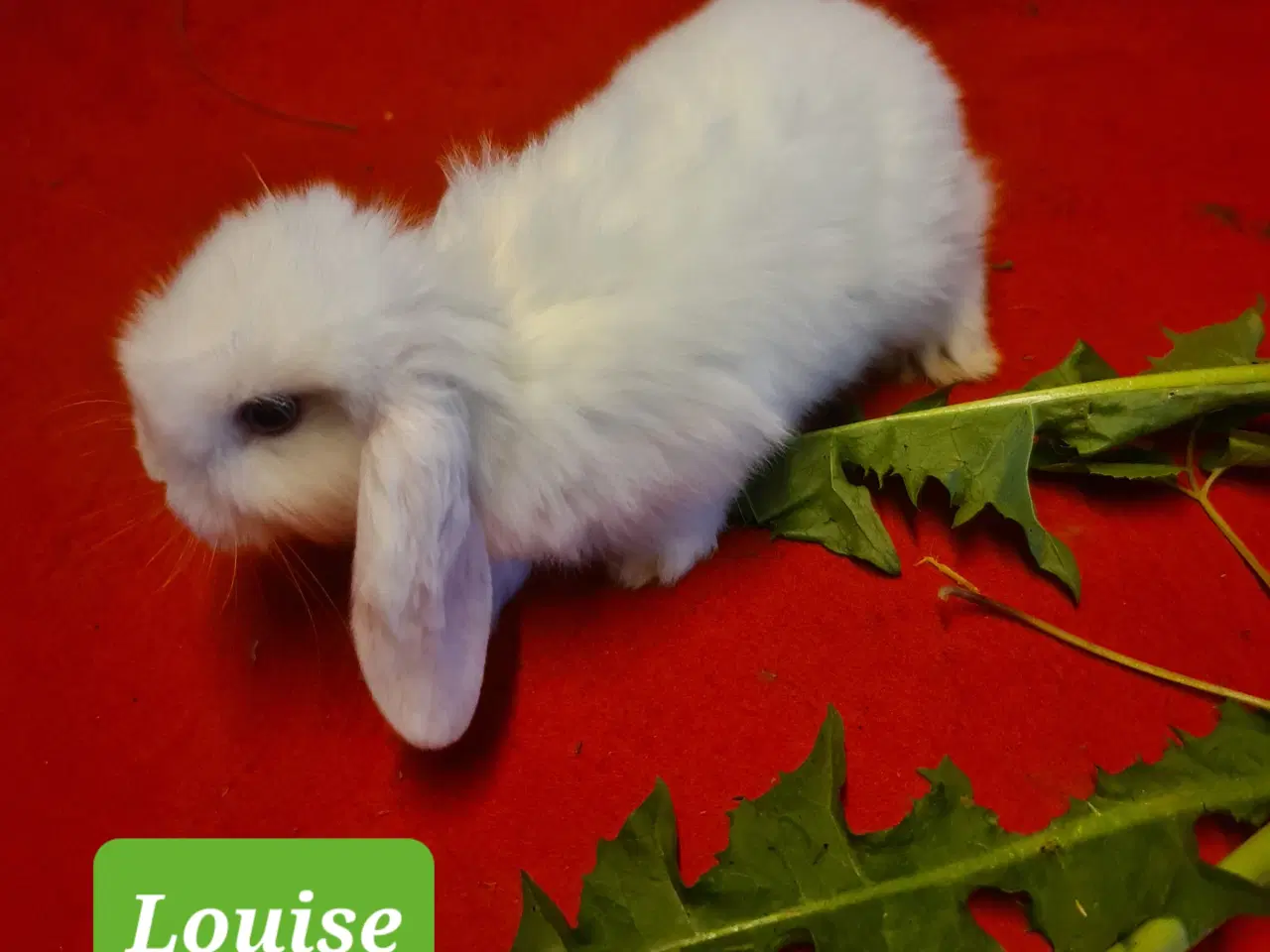 Billede 13 - Mini Lop Kaninunger 