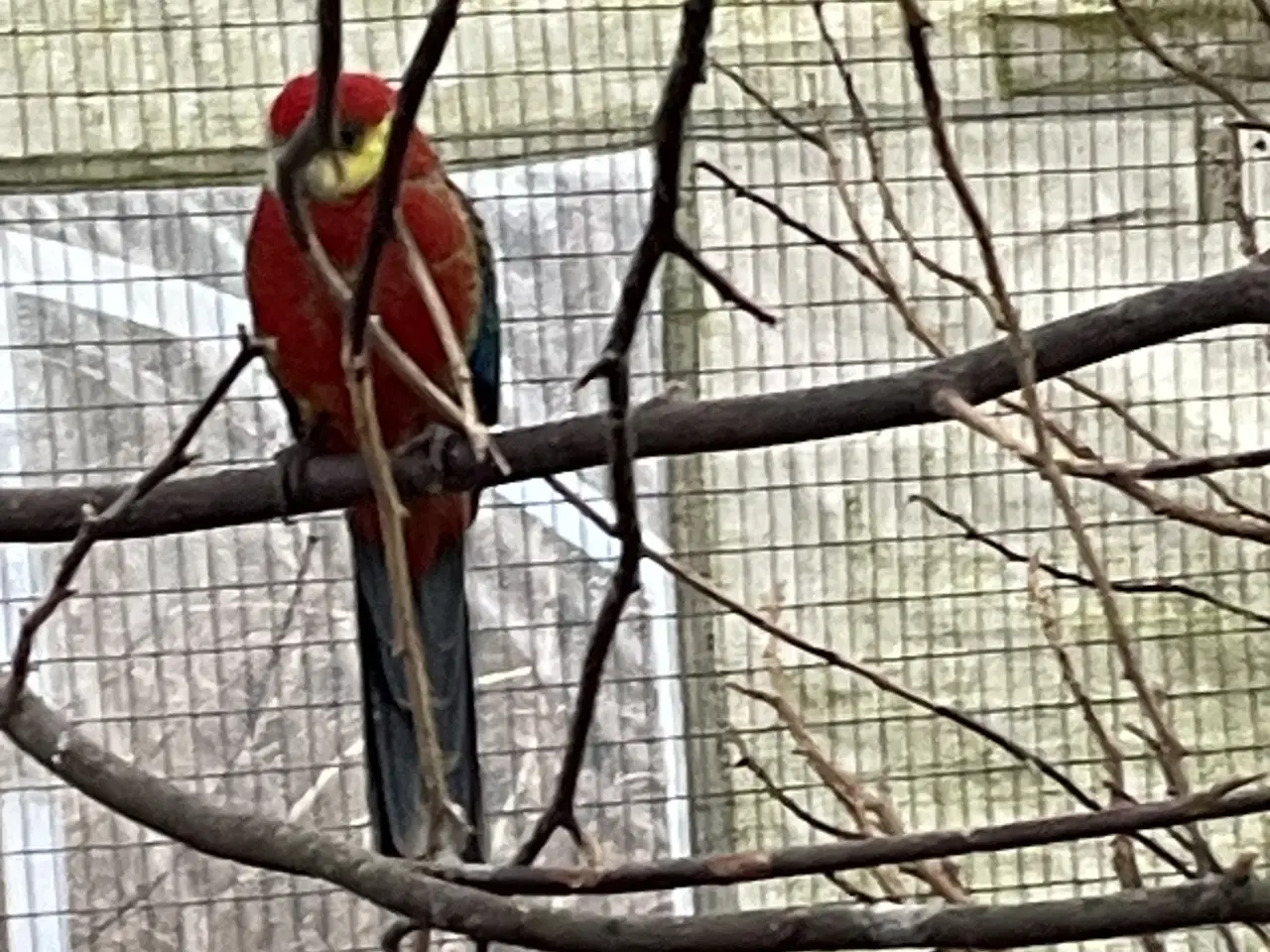 Billede 1 - Stanley parakitter