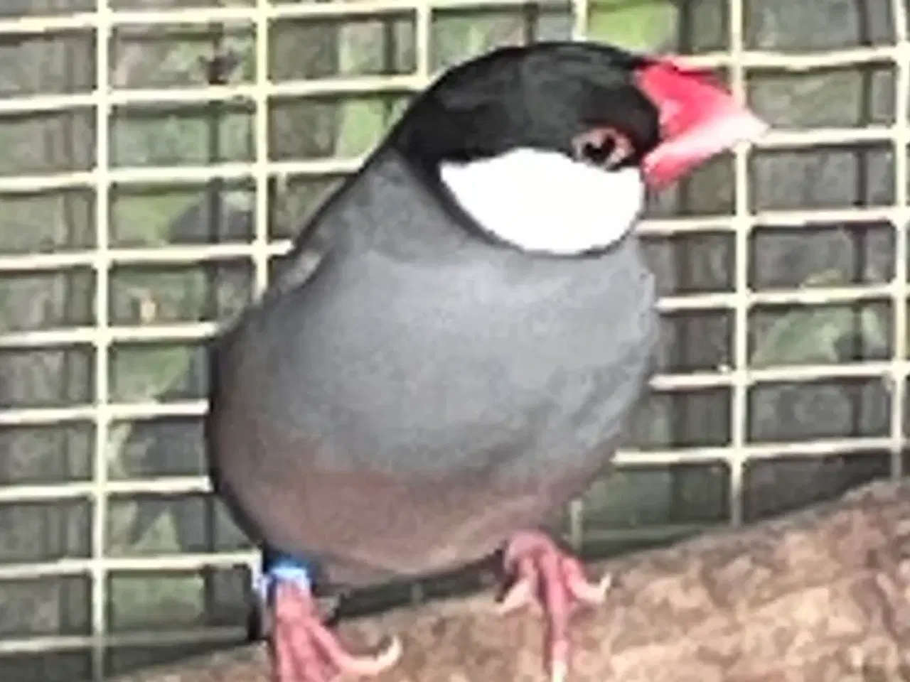 Billede 5 - Risfugle