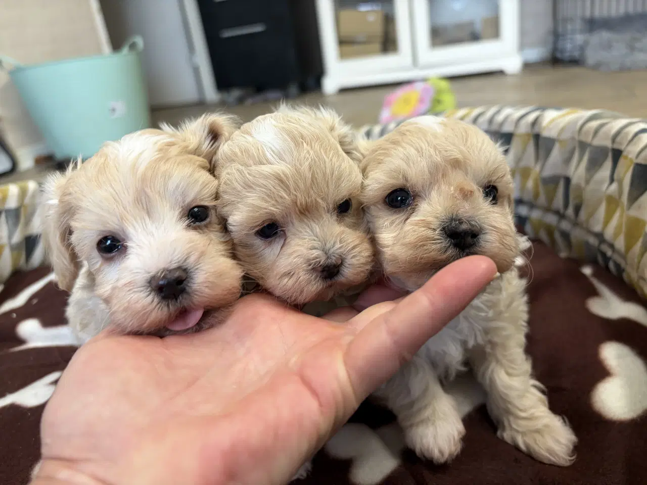 Billede 2 - Mini Maltipoo babyer 
