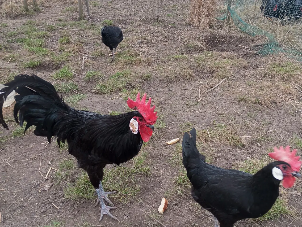 Billede 2 - Minorka rugeæg stor race 