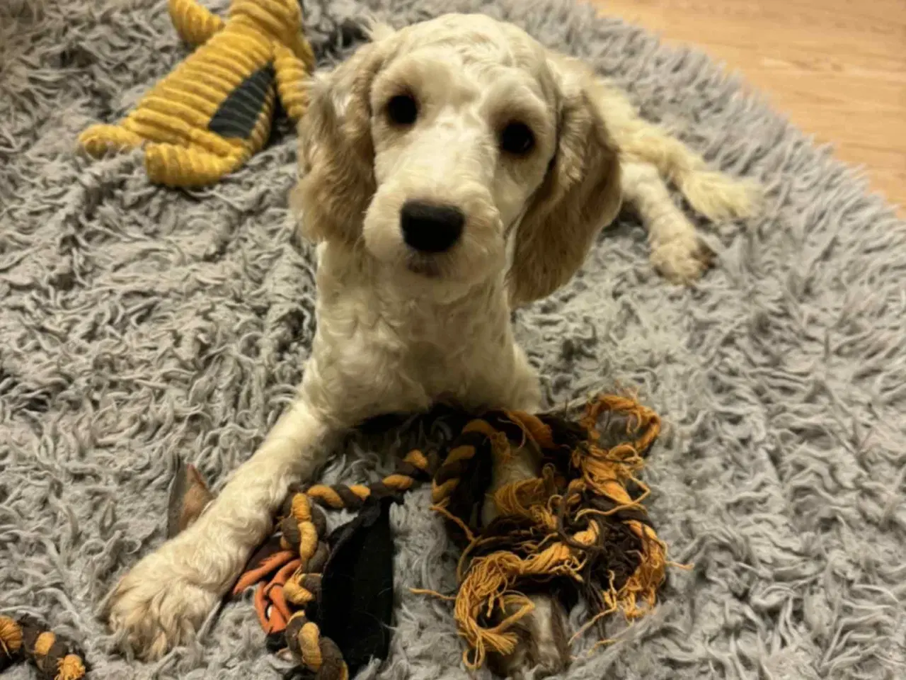 Billede 9 - Cockapoo  hvalp 