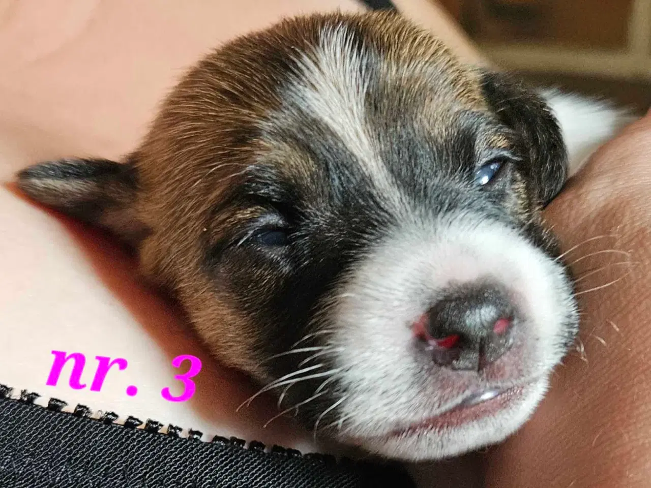 Billede 5 - Dansk svensk gårdhunde hvalpe