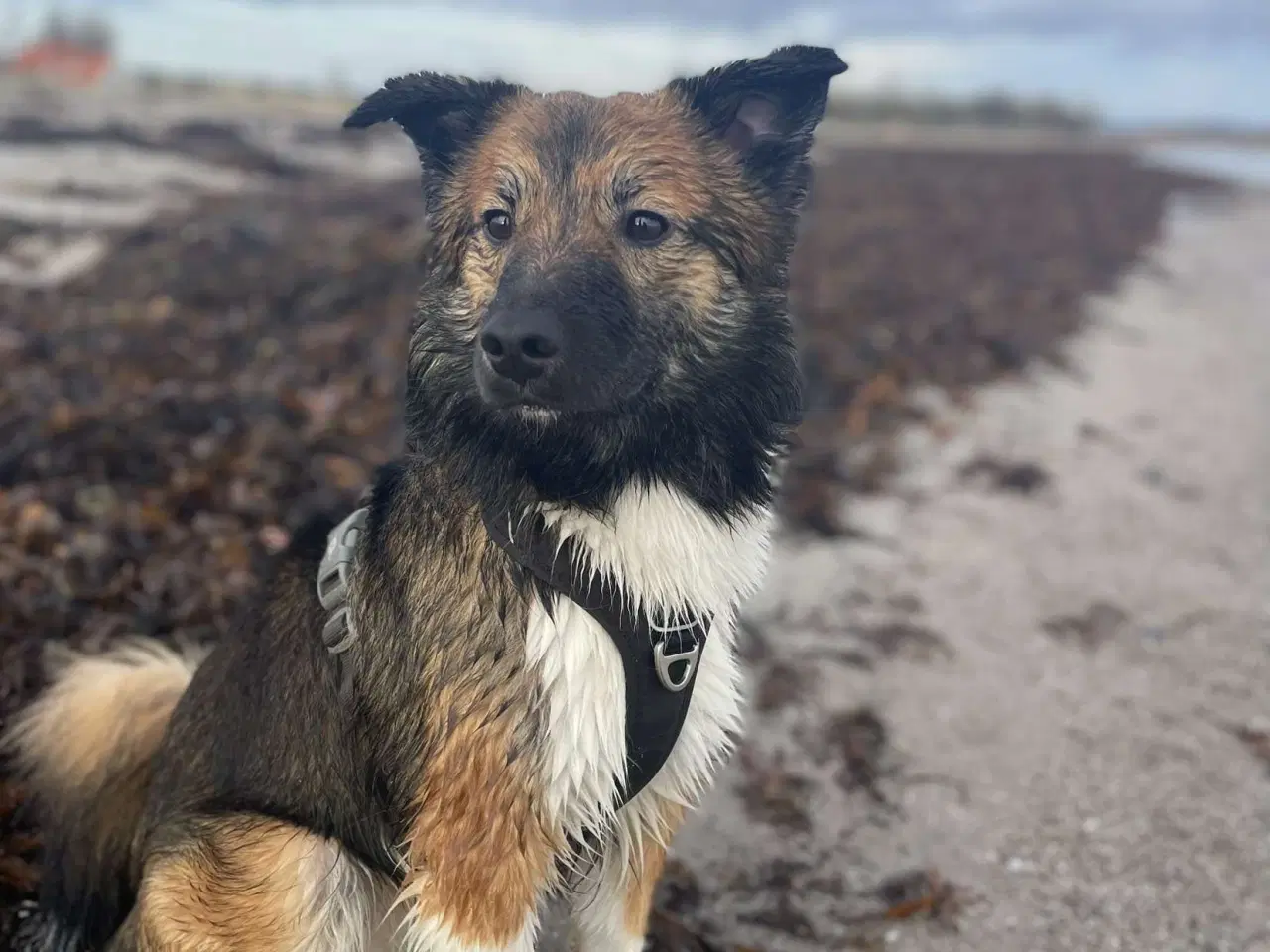 Billede 7 - Tobi, Border collie/Islandsk hyrdehund, 1 12 år. 