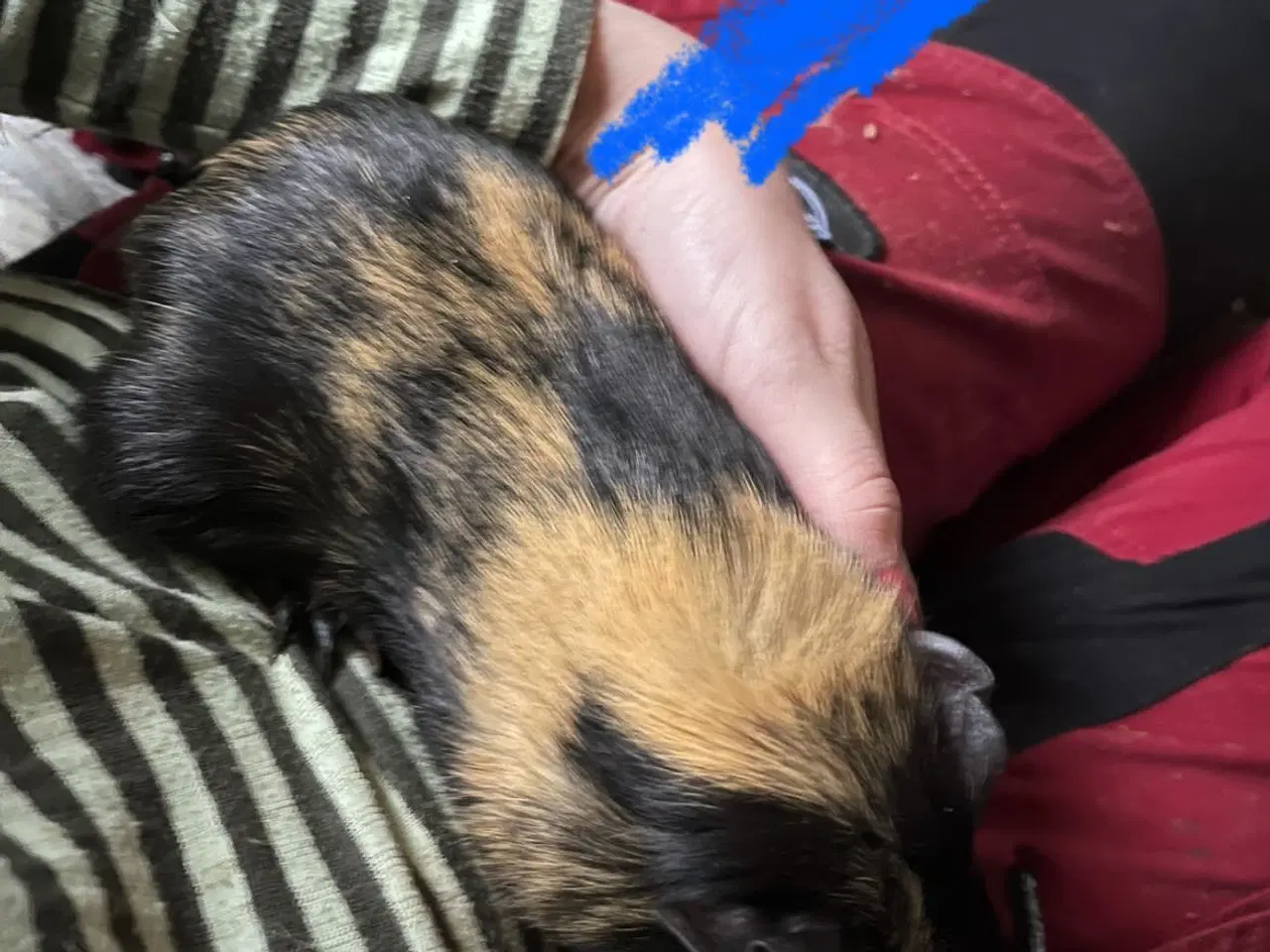 Billede 4 - Marsvin drenge unger og nesten voksne