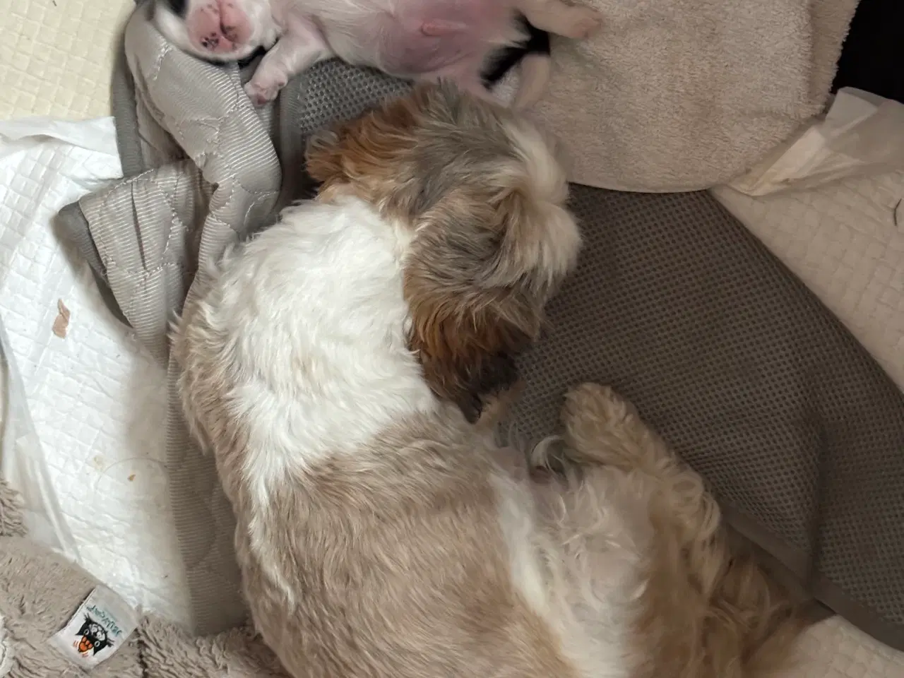 Billede 17 - Ægte Shih Tzu 30. september 2025