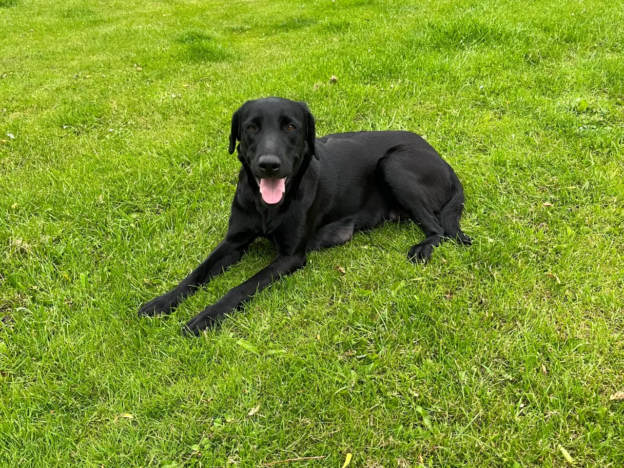 Billede 4 - 🐾 Labrador Formel 1 Hvalpe til Salg 🐾
