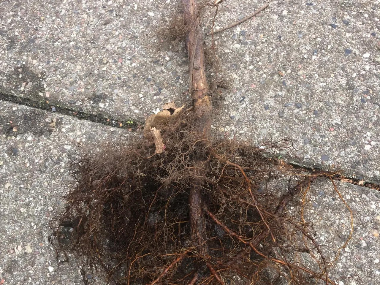 Billede 1 - Hindbærplanter