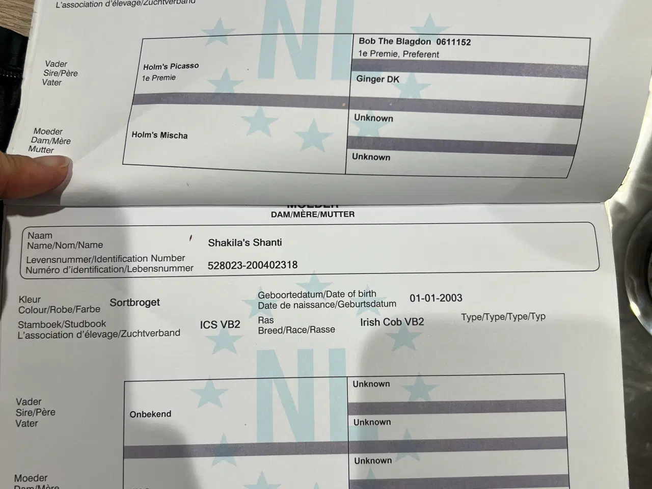 Billede 8 - Tinker/dansk varmblods plag