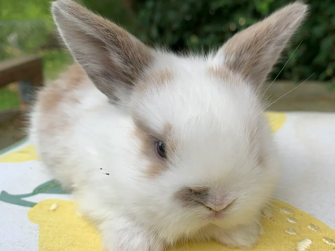 Billede 4 - Mini lop baby 