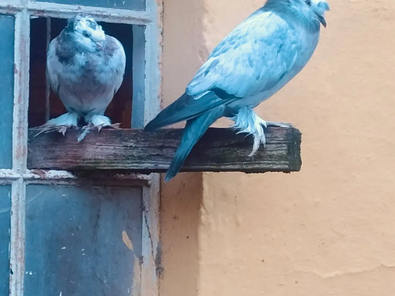 Billede 1 - Landsbytromme due par