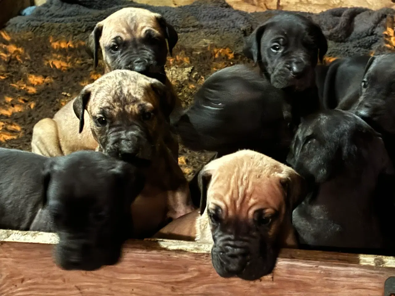 Billede 12 - Grand Danois hvalpe