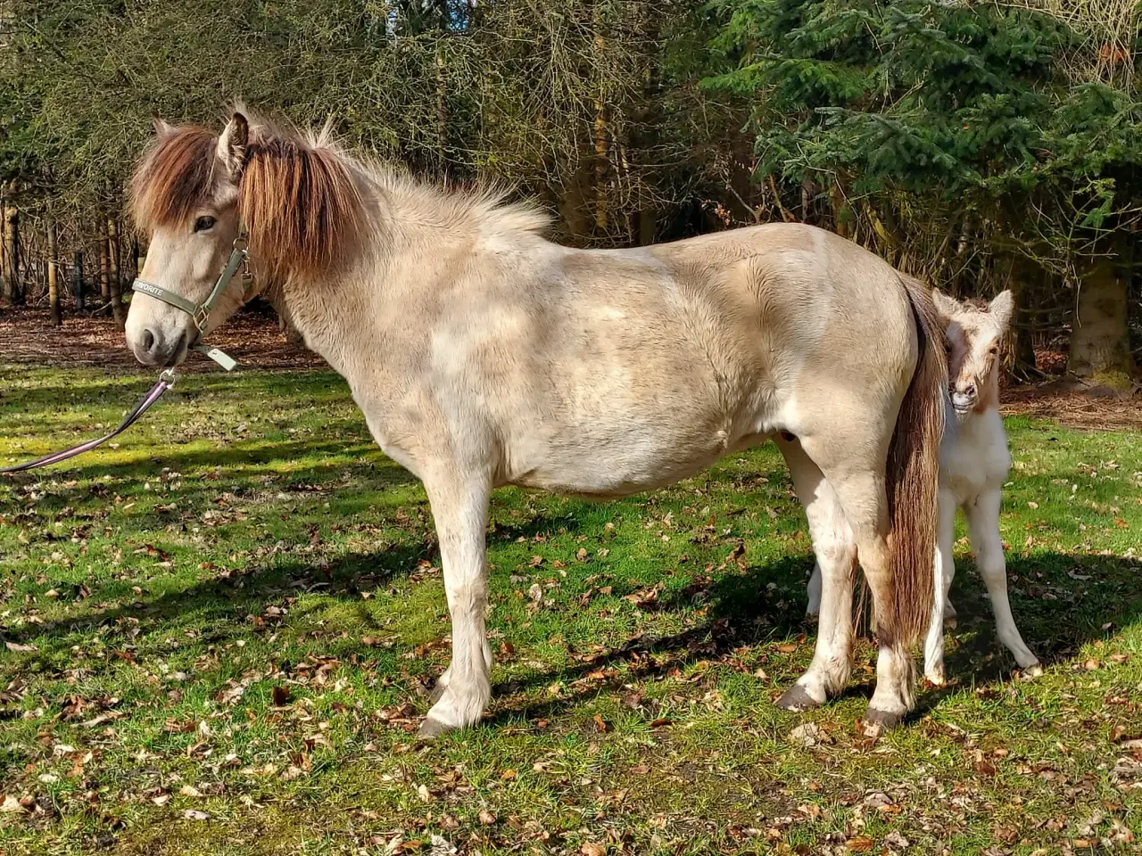 Billede 7 - Unik moldottbroget hoppe med føl