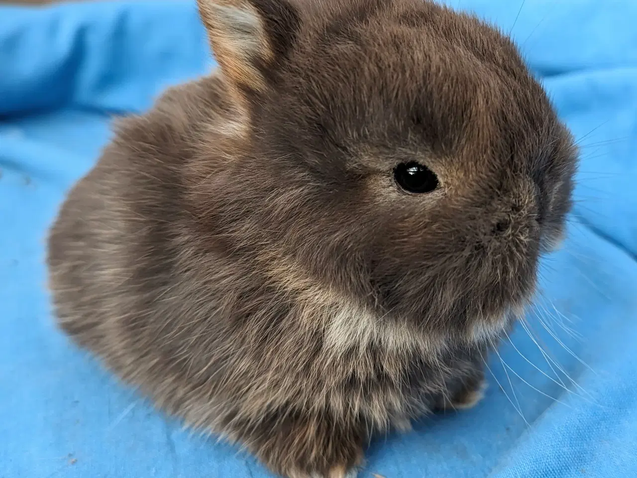 Billede 2 - Hermelin kaninunge sælges 