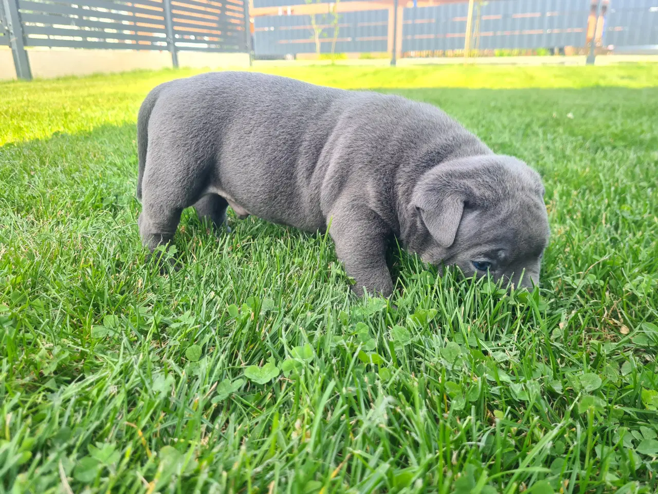 Billede 6 - Dreng American Bully Pocket Blu