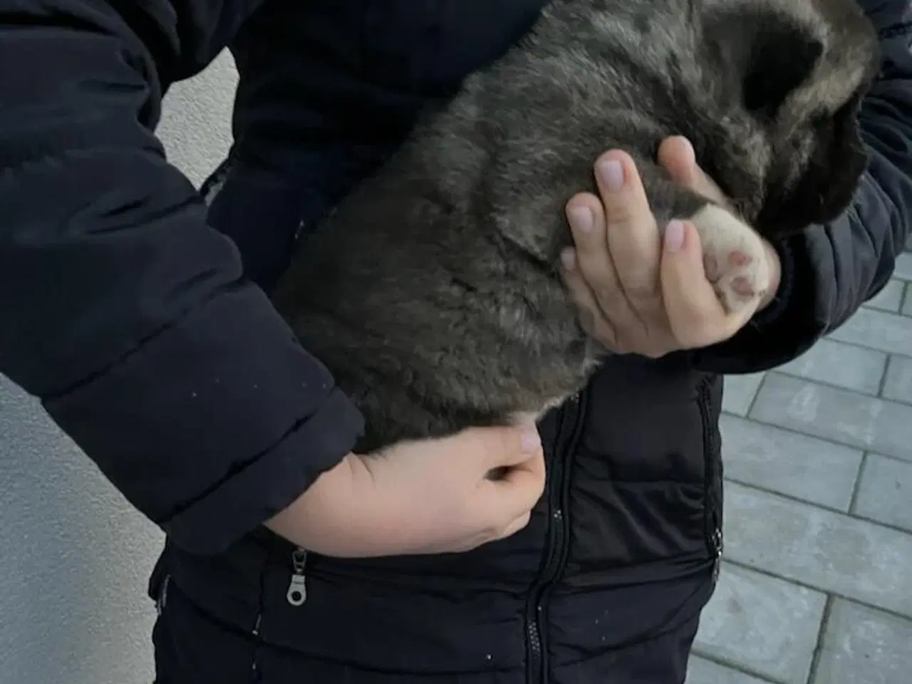 Billede 3 - Hundehvalpe Akita American 