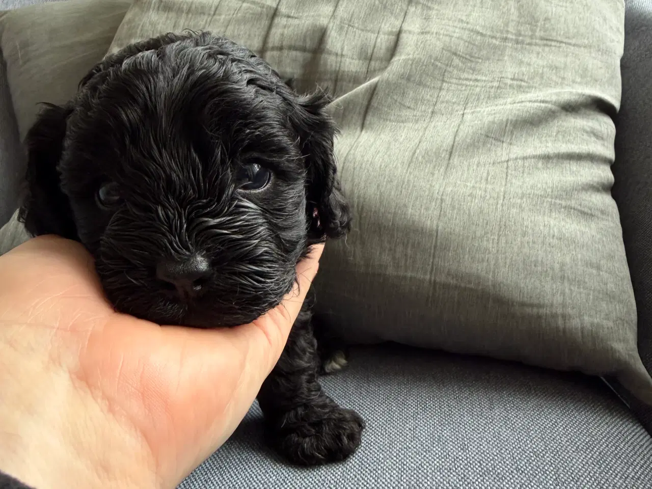 Billede 5 - Cavapoo hvalpe søger nyt hjem!