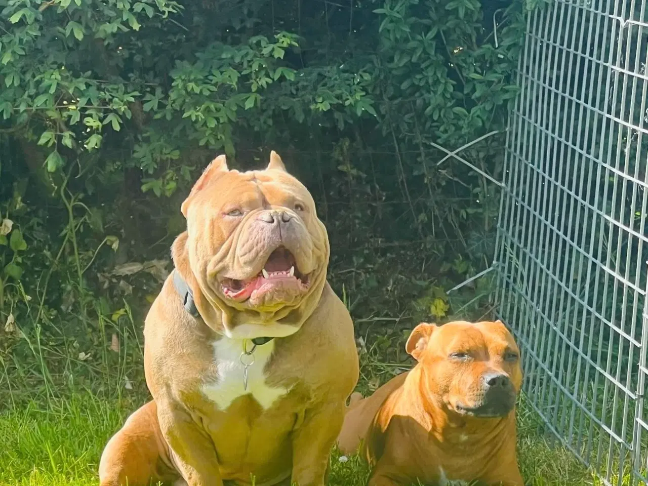 Billede 3 - AVL – American Pocket Bully hanhund med ABKC stamt