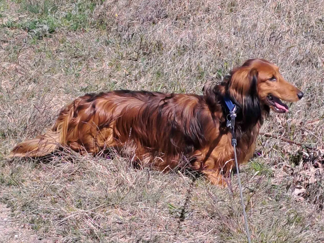 Billede 2 - Gravhund Standard Langhåret