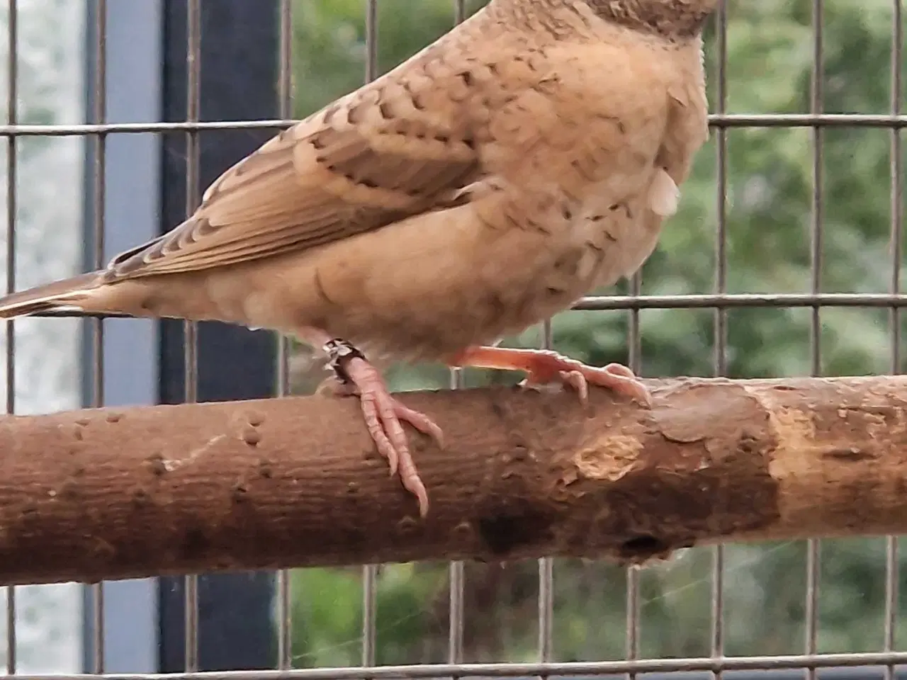 Billede 2 - Båndfinke