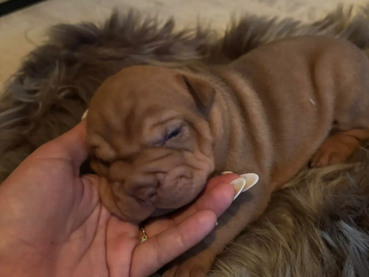 Billede 8 - Smukke Old English Bulldog Mix Hvalpe til salg! 🐾
