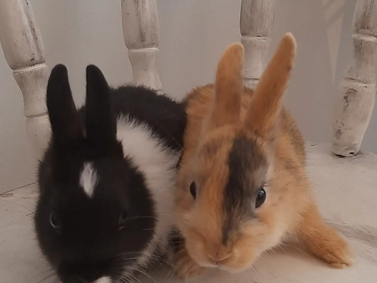Billede 12 - 8 Unge kaniner🐰🐇 forskellige racer
