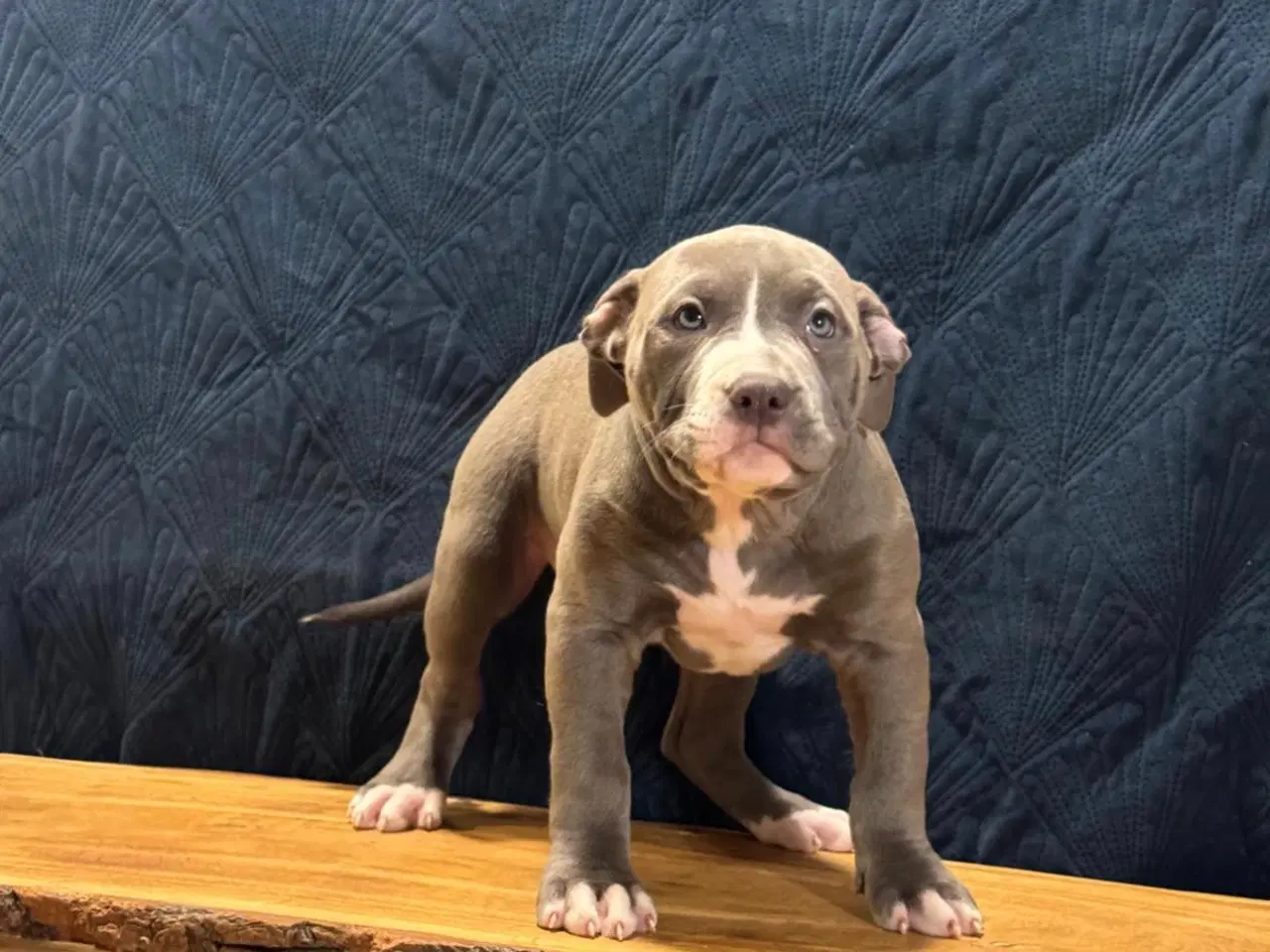 Billede 6 - American bully XL 