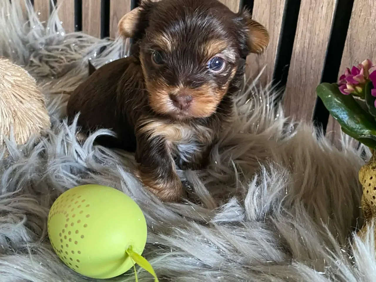 Billede 5 - Yorkshire terrier 