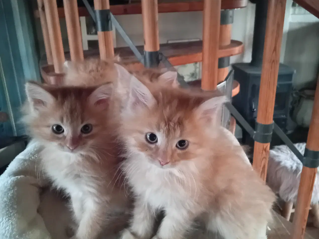 Billede 5 - Maincoon/Norsk Skovkat 