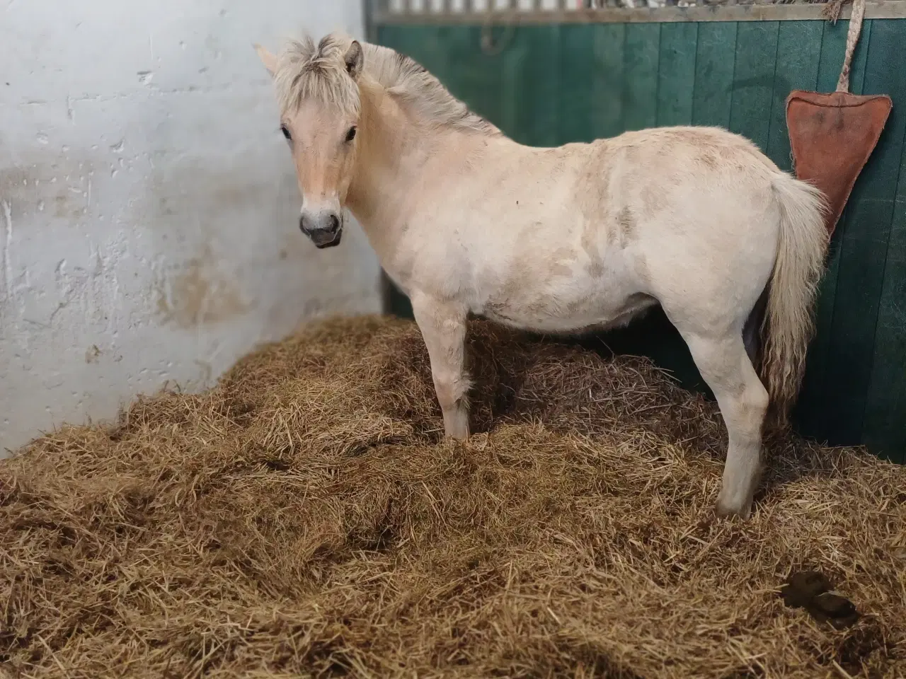 Billede 1 -  🌟Golden Stella🌟